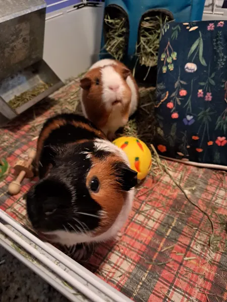 Guinea pigs